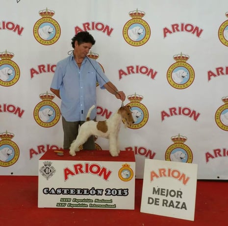 MEJOR DE RAZA CASTELLON LA RUBIA